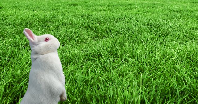 White rabbit on green fresh grassy field - Download Free Stock Photos Pikwizard.com