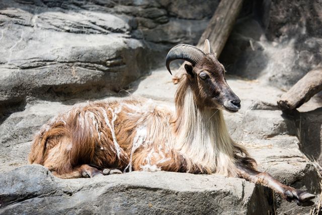 Goat Afghan hound Hound - Download Free Stock Photos Pikwizard.com
