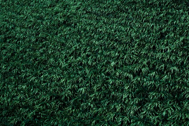 a field of grass - Download Free Stock Photos Pikwizard.com