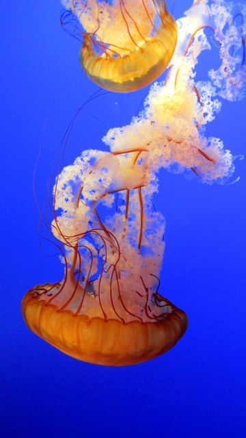 Sea ocean animal underwater - Download Free Stock Photos Pikwizard.com