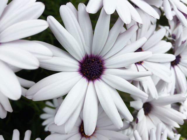 Osteospermum daisy flower- Download Free Stock Photos Pikwizard.com