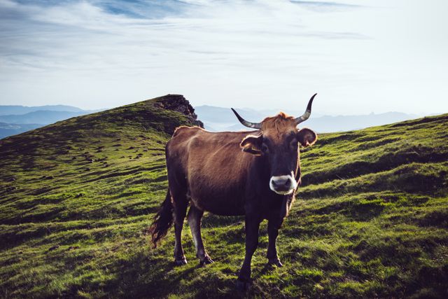 4,100+ Cow Print Stock Photos, Pictures & Royalty-Free Images