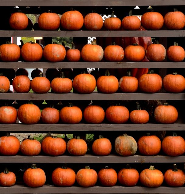 a bunch of pumpkins - Download Free Stock Photos Pikwizard.com