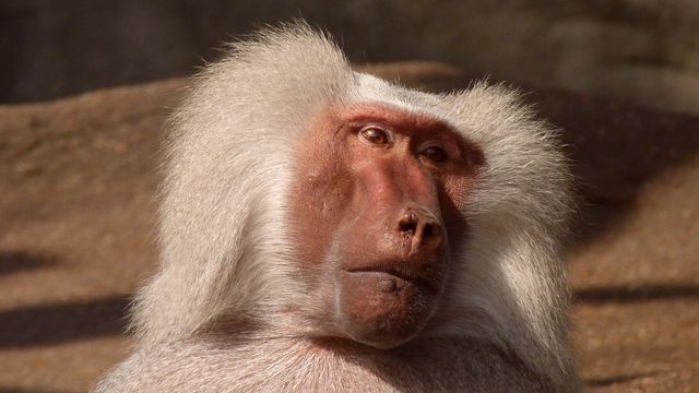 White Coated Baboon - Download Free Stock Photos Pikwizard.com