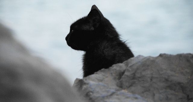 Black Cat on Rock - Download Free Stock Photos Pikwizard.com