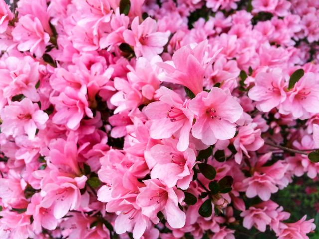a bush of pink flowers - Download Free Stock Photos Pikwizard.com