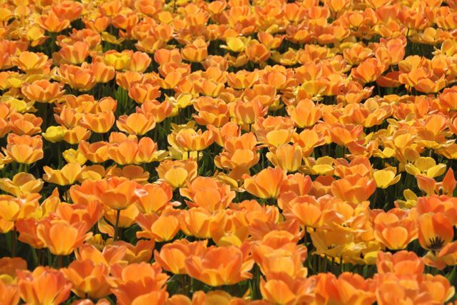Orange and Yellow Petaled Flowers - Download Free Stock Photos Pikwizard.com