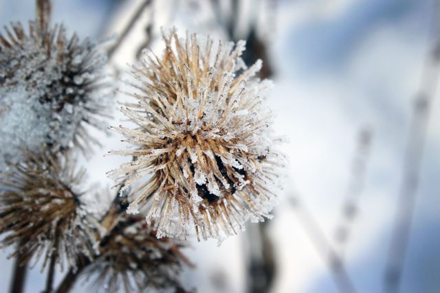 Close up flora flower frost - Download Free Stock Photos Pikwizard.com