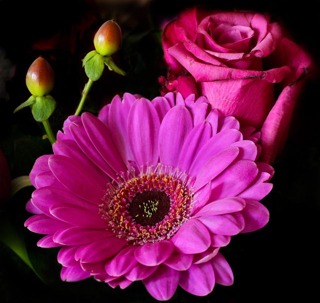 a flower - Download Free Stock Photos Pikwizard.com
