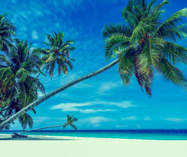 a tropical beach with palm trees - Download Free Stock Photos Pikwizard.com