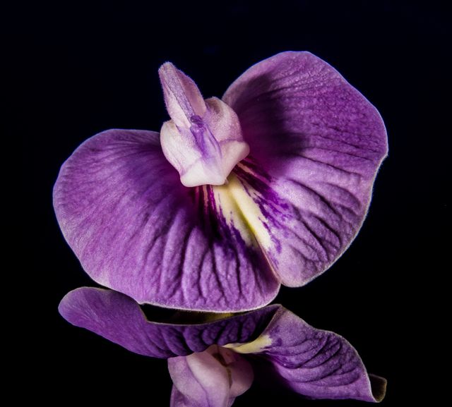 Flower Purple Orchid - Download Free Stock Photos Pikwizard.com