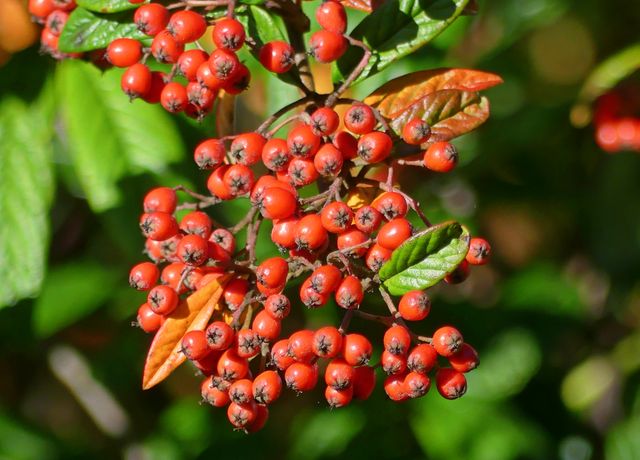 Autumn berries berry red bush - Download Free Stock Photos Pikwizard.com