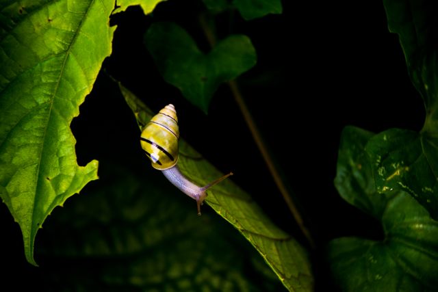 Yellow and Black Stripe Snail on Green Leaf - Download Free Stock Photos Pikwizard.com