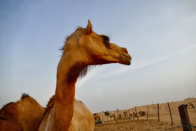 a camel - Download Free Stock Photos Pikwizard.com