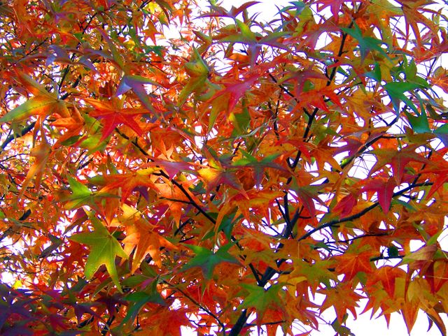 a tree with colorful leaves - Download Free Stock Photos Pikwizard.com