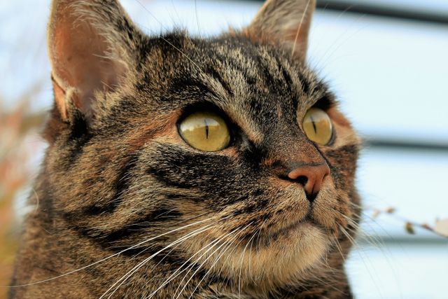 Animal cat cat face cat s eyes - Download Free Stock Photos Pikwizard.com