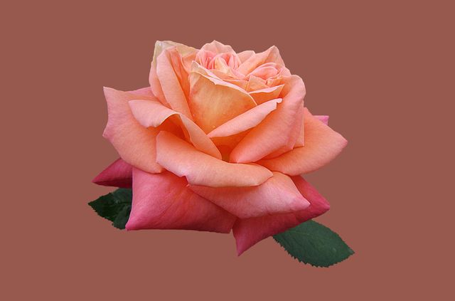 a rose with pink and orange petals - Download Free Stock Photos Pikwizard.com