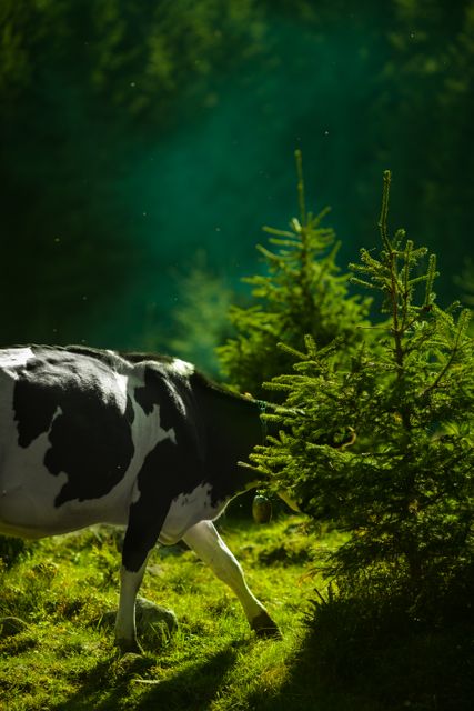 Black and White Cow on Green Grass Behind Green Leaf Plant - Download Free Stock Photos Pikwizard.com
