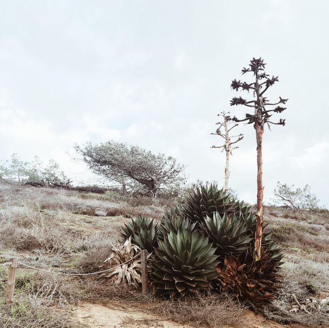 Cactus Plant Palm - Download Free Stock Photos Pikwizard.com