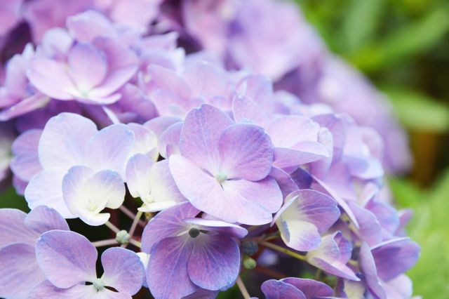 Flower Lilac Purple - Download Free Stock Photos Pikwizard.com