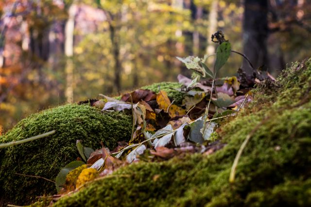 Covered With Moss Rocks And Tree Stock Photo - Download Image Now