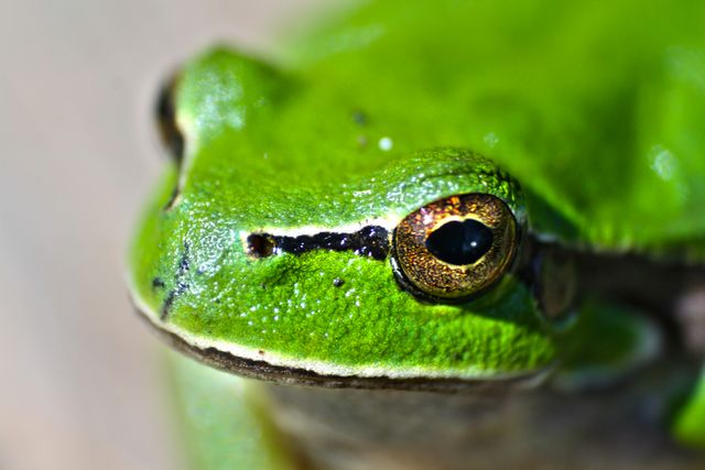 Amphibian Frog Tree frog - Download Free Stock Photos Pikwizard.com