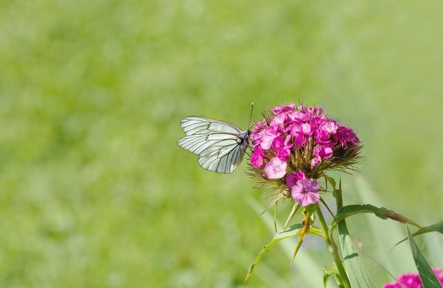 White Brown Butterfly Perched on Pink Flower - Download Free Stock Photos Pikwizard.com