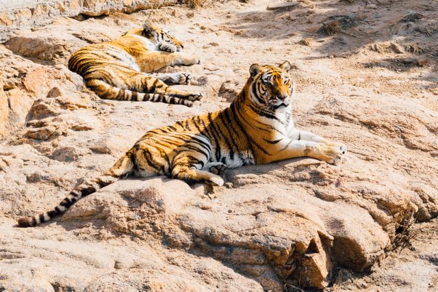 Tiger Sleeping Beside Tiger Crouching on Stone during Daytime - Download Free Stock Photos Pikwizard.com