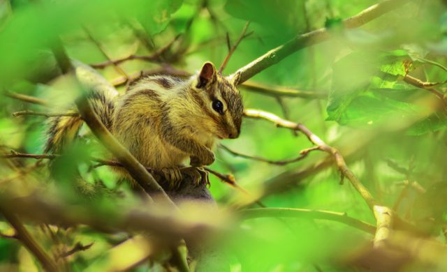 Brown Squirrel Perched on Tree Branch in Selective Focus Photography - Download Free Stock Photos Pikwizard.com