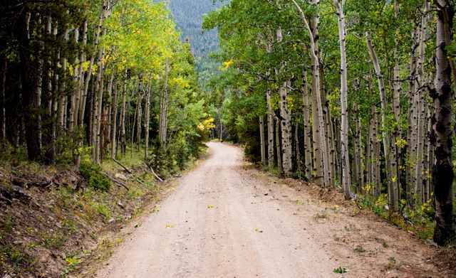 Empty Road Between Birch Trees during Daytime - Download Free Stock Photos Pikwizard.com