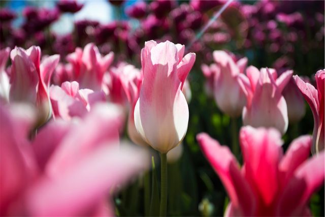 pink tulips - Download Free Stock Photos Pikwizard.com
