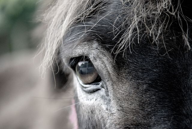 a horse's eye - Download Free Stock Photos Pikwizard.com