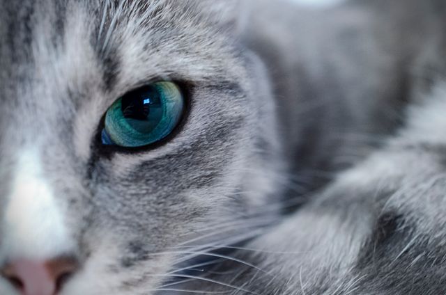 a cat with blue eyes - Download Free Stock Photos Pikwizard.com