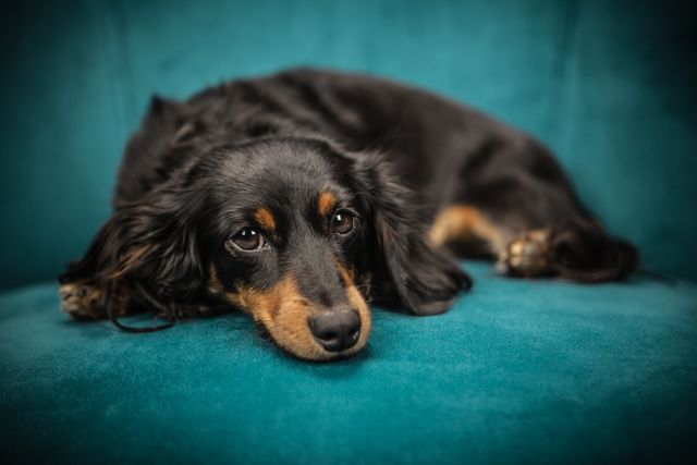a dog laying on a couch - Download Free Stock Photos Pikwizard.com