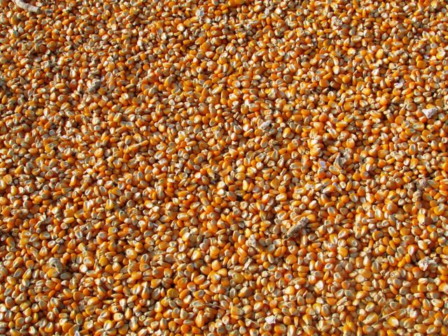 Orange Corn Kernels - Download Free Stock Photos Pikwizard.com