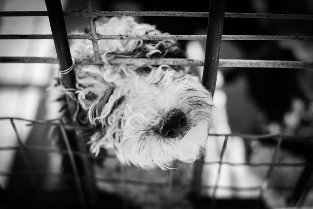 Animal animals cage dog - Download Free Stock Photos Pikwizard.com
