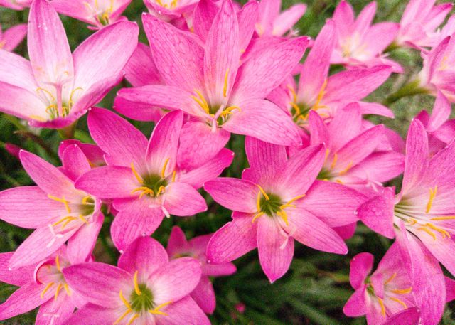 Pink Flower Flowers - Download Free Stock Photos Pikwizard.com