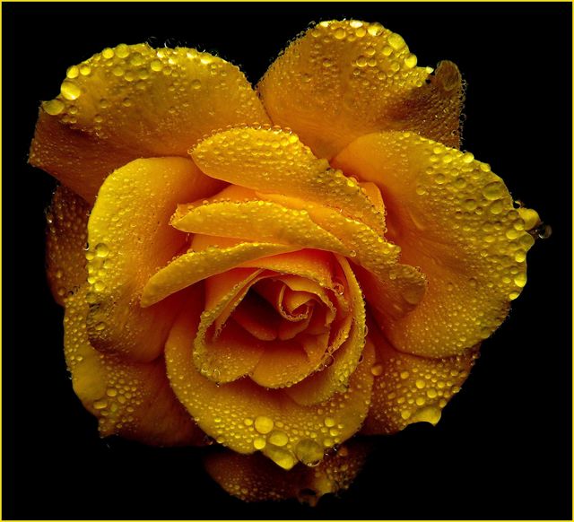 a yellow rose with water droplets - Download Free Stock Photos Pikwizard.com