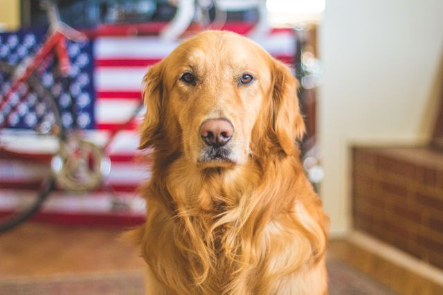 a golden retriever sitting in front of an american flag - Download Free Stock Photos Pikwizard.com