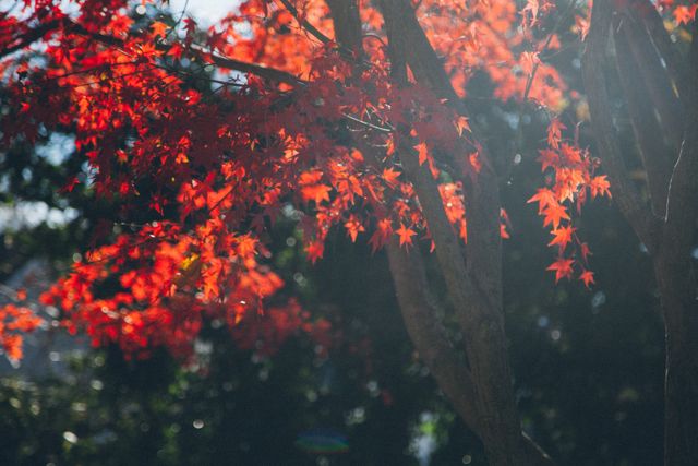 a tree with red leaves - Download Free Stock Photos Pikwizard.com
