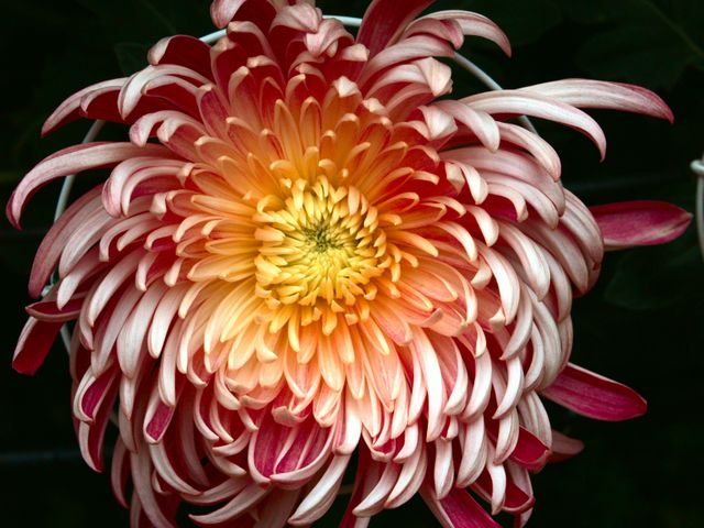 Chrysanthemum flowers - Download Free Stock Photos Pikwizard.com