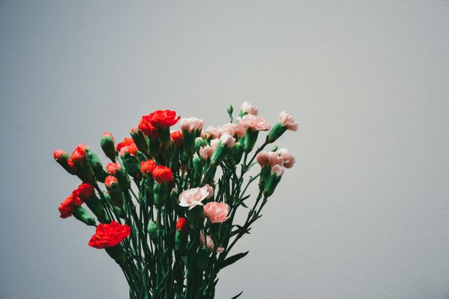 Flower Carnations - Download Free Stock Photos Pikwizard.com