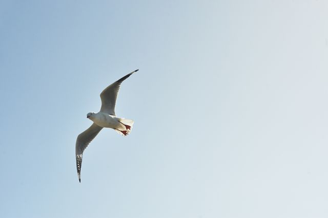 White and Grey Bird Flying in the Sky during Day Time - Download Free Stock Photos Pikwizard.com