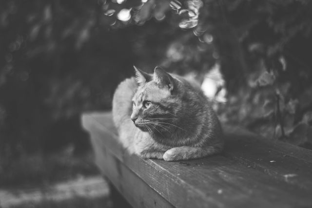 Greyscale Photography of a Cat Lying on Wooden Bench - Download Free Stock Photos Pikwizard.com
