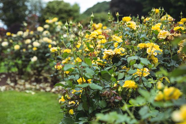 Yellow flower plants in garden - Download Free Stock Photos Pikwizard.com