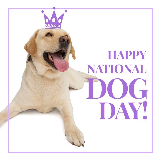 Composite of labrador wearing crown and happy national dog day text on white background, copy space - Download Free Stock Templates Pikwizard.com