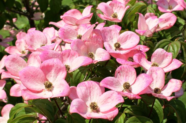 a dogwood tree with pink flowers - Download Free Stock Photos Pikwizard.com