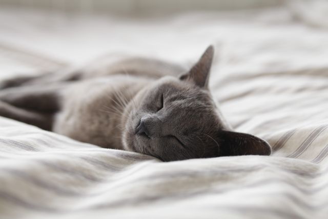 a cat sleeping on a bed - Download Free Stock Photos Pikwizard.com