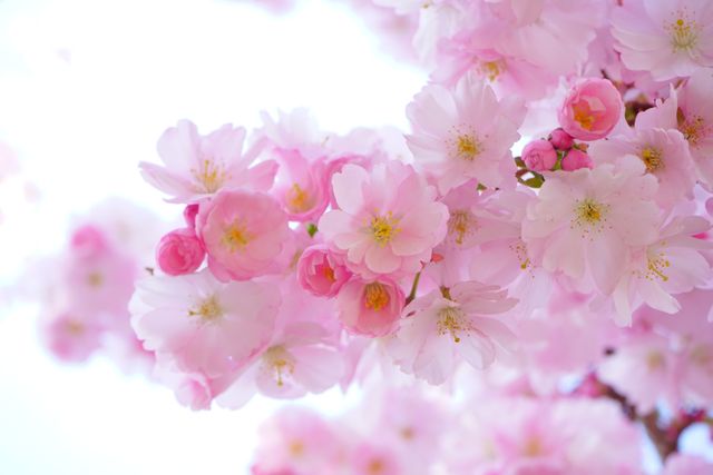 a pink cherry blossom - Download Free Stock Photos Pikwizard.com