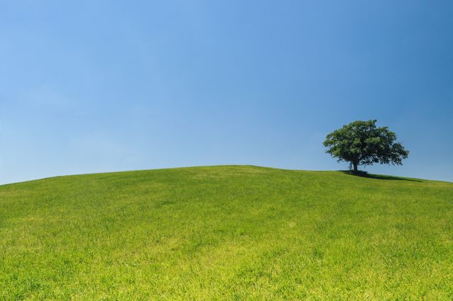 Lonely tree on a green hill - Download Free Stock Photos Pikwizard.com